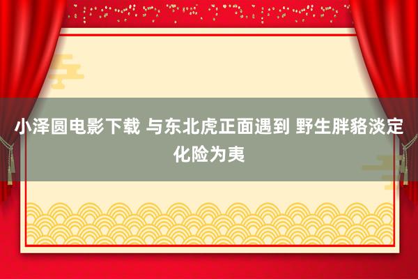 小泽圆电影下载 与东北虎正面遇到 野生胖貉淡定化险为夷