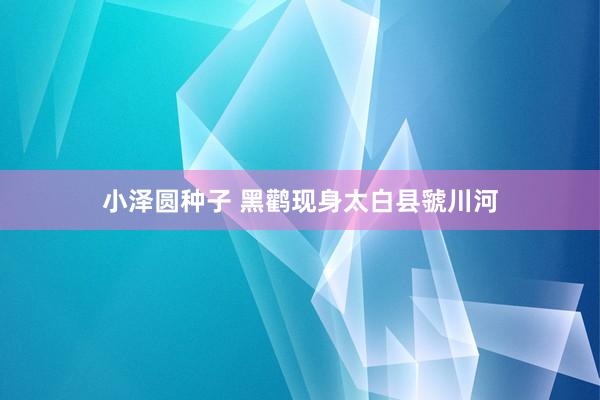 小泽圆种子 黑鹳现身太白县虢川河