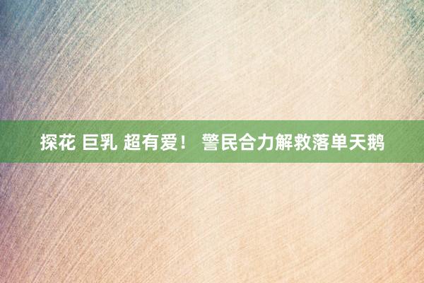 探花 巨乳 超有爱！ 警民合力解救落单天鹅